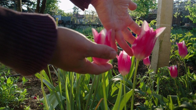 在一个阳光明媚的日子里，在正式的花园中园艺。新冠肺炎大流行期间，一名年轻女子在花园里劳作，照料郁金香花。呆在家里。视频下载