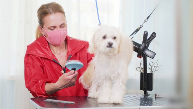一个戴着粉色保护面罩的美容师吹着吹风机，给一只白色的狗刷毛。缓慢的运动。蓝色背景。动物的比雄视频下载