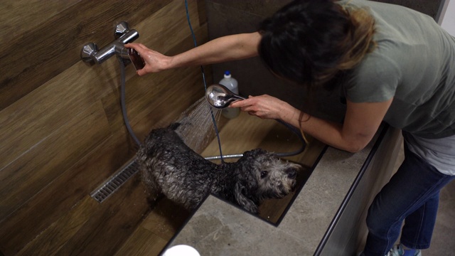 母狗美容师正在她的宠物沙龙里给一只灰色狮子狗洗澡视频下载