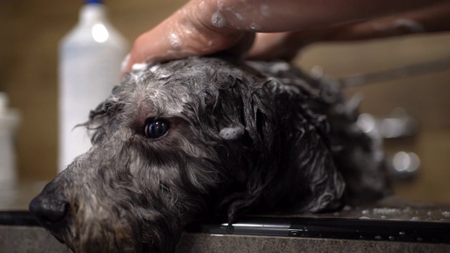可爱的狗享受洗澡视频素材