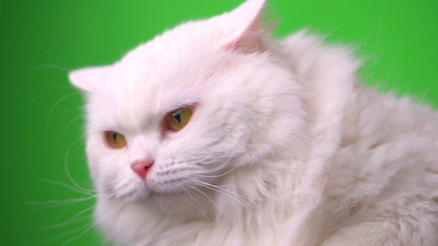 白色毛茸茸的猫的肖像。工作室彩色灯光画面。豪华的家猫在绿色背景上摆姿势。视频下载