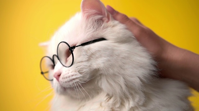 女人抚摸白色毛茸茸的猫在圆形眼镜孤立在黄色背景。抚摸家养毛茸茸的宠物。爱、关怀、家庭观念。视频下载