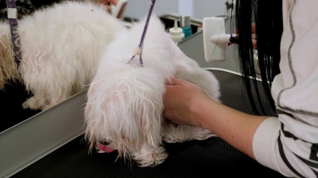 兽医在兽医诊所吹干比雄的头发。视频下载