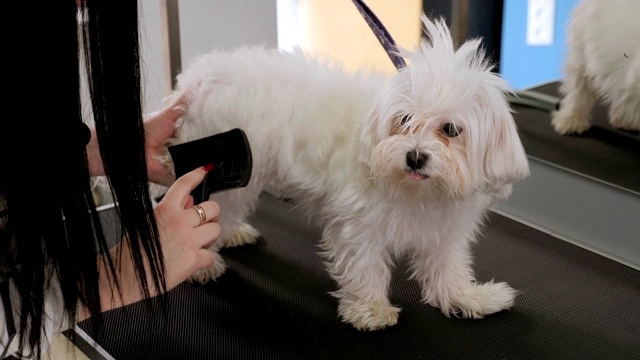 兽医在剪毛之前在兽医诊所为一只白色毛茸茸的狗梳理毛发视频素材