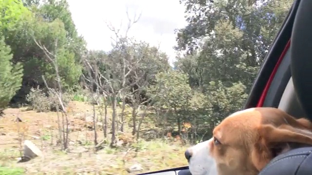 狗在旅行中探出車窗視頻素材