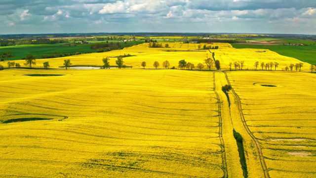 波兰的春天，在美丽的黄色油菜地上空飞翔视频素材