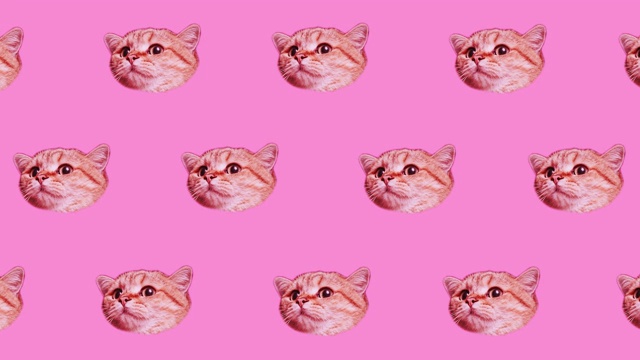 许多猫的头在粉红色的背景。极简设计趣味艺术。猫脸背景视频下载