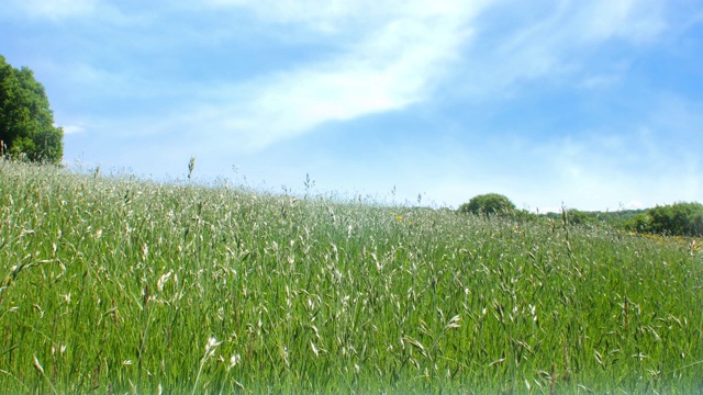 蓝天草地。视频下载