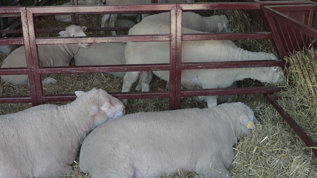 羊农场围栏视频素材