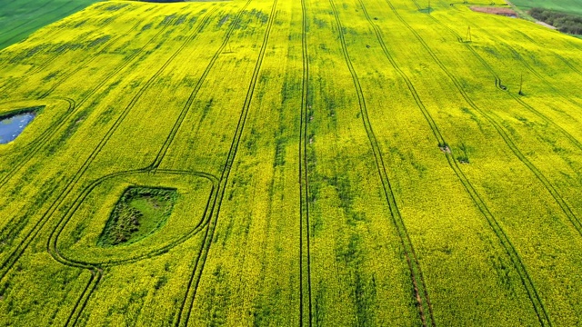 在波兰春日的黄色油菜地上空飞翔视频素材