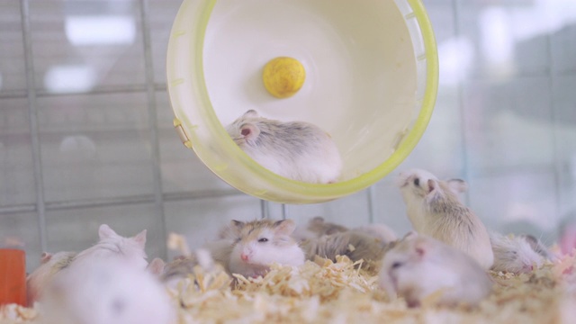 手持式拍摄仓鼠在车轮上奔跑在宠物领养商店视频素材
