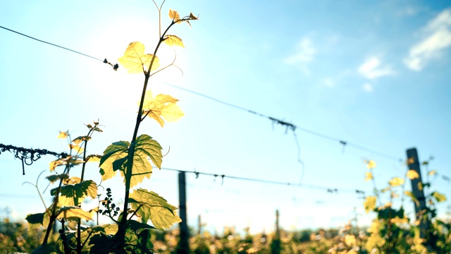 葡萄叶子在阳光充足的田野里。4 k的视频视频素材