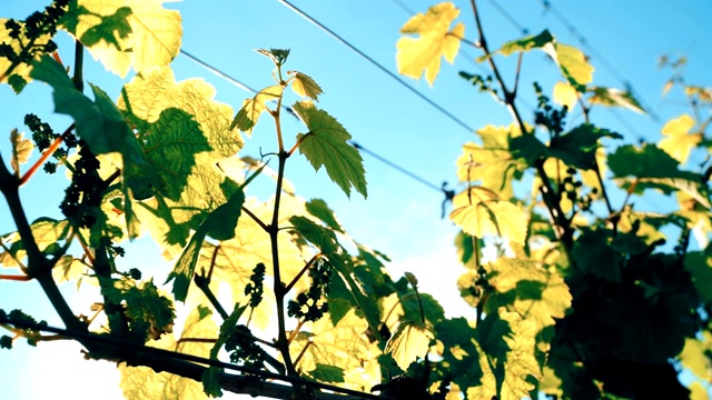 葡萄叶子在阳光充足的田野里视频素材