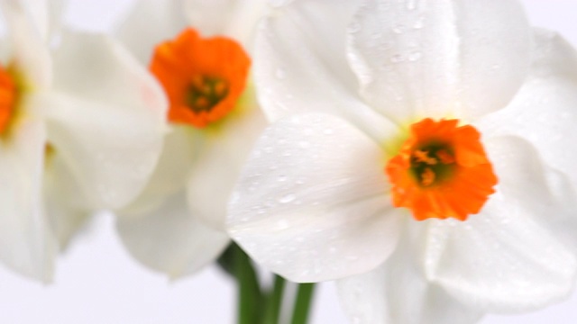 美丽的水仙花在白色和黄色的颜色视频下载