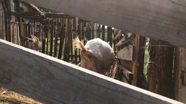 近景山羊在临时的4K摊位视频下载