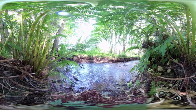 360VR，自然景观小溪流，漫滩森林，生物多样性，VR360视频购买