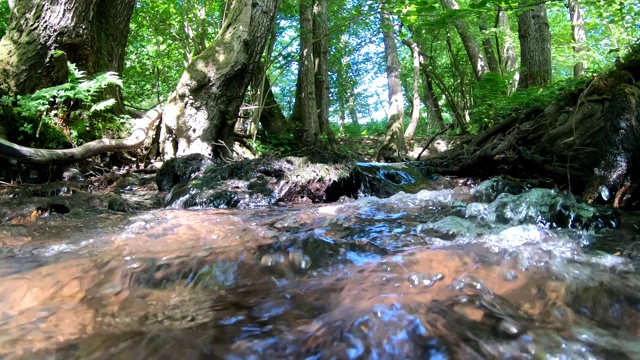 小溪流自然景观，漫滩森林，生物多样性视频购买