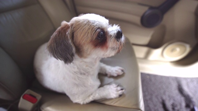 西施犬躺在乘客座位上，和主人一起旅行視頻素材