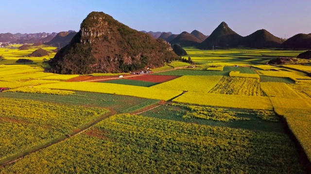 无人机在中国罗平油菜花田上空的鸟瞰图视频素材