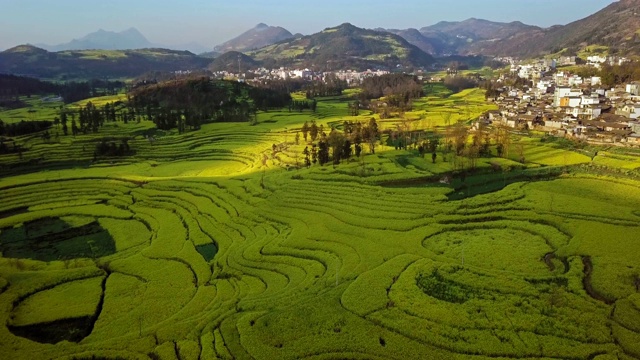 无人机在中国罗平油菜花田上空的鸟瞰图视频素材