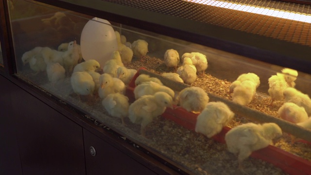 孵化器里有很多新生的小鸡视频素材