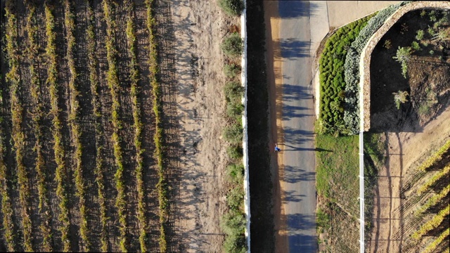 无人机拍摄到一个人在柏油路上奔跑，周围是葡萄园。视频下载