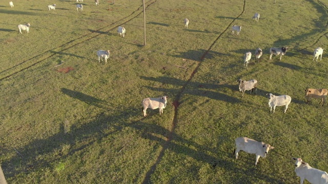 家畜，巴西内罗里牧场养牛场视频素材