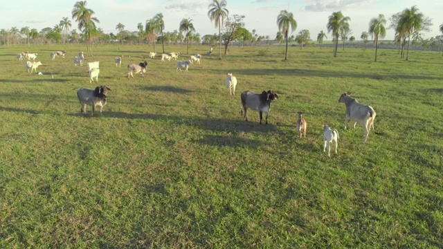 家畜，巴西内罗里牧场养牛场视频素材