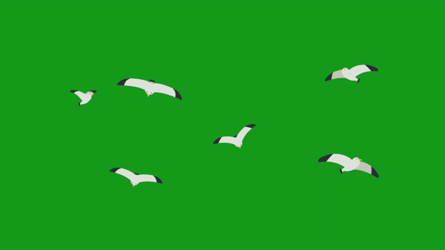 飞翔的鸽子鸟运动图形与绿色屏幕背景视频素材