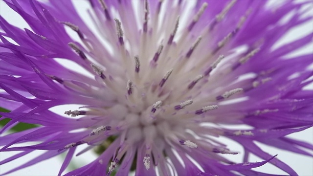 一种矢车菊，特写镜头视频下载