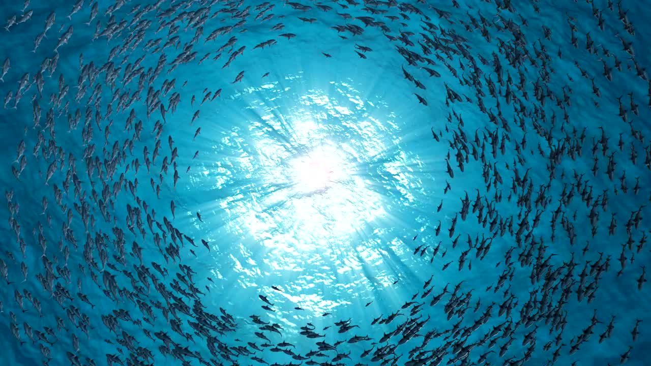学校的鱼。鲨鱼游成一圈。视频素材