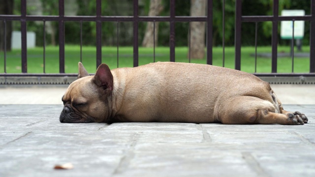 昏昏欲睡的法國斗牛犬躺在戶外。視頻素材