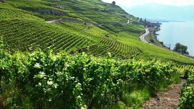 拉沃的风景全景与绿色梯田葡萄园圣萨佛兰村在背景在拉沃沃瑞士视频下载