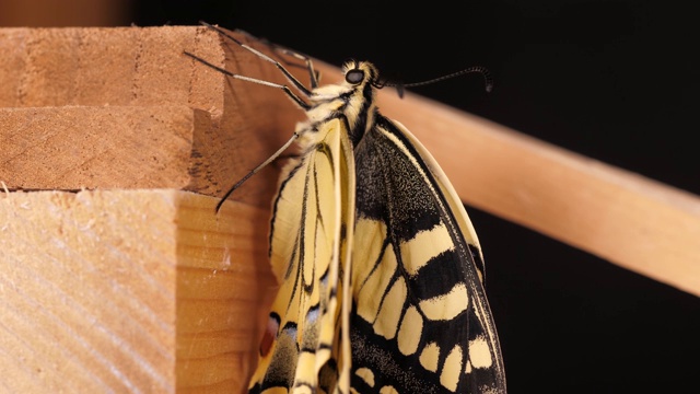 这是一种东半球燕尾蝶，它收起翅膀，吐出舌头视频下载