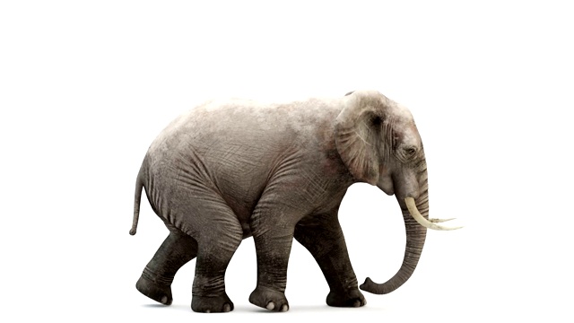 行走的大象的CG渲染。循環動畫。視頻素材