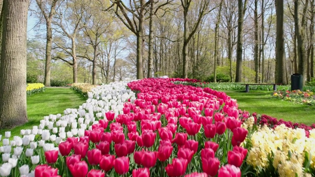 荷兰公园的郁金香视频下载