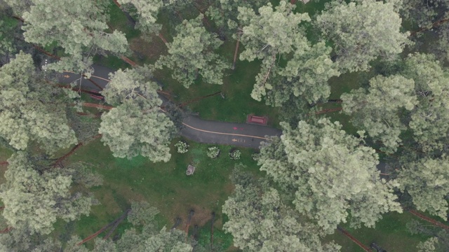 俯瞰空的城市公园与人行道和自行车道。无人机拍摄的松树环绕的绿色城市公园。公园人行道上的自行车和行人标志视频下载