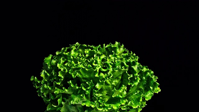 中图，绿色的莴苣在底部有小叶运动和手在它和黑色的背视频素材