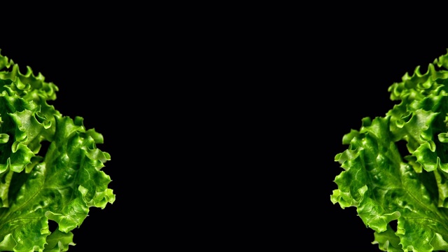 特写镜头与绿色生菜在左边和右边与小叶运动和黑色背景视频素材
