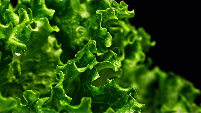 近距离拍摄的绿色生菜与小叶运动和水滴如此新鲜和美味的黑色背景视频素材