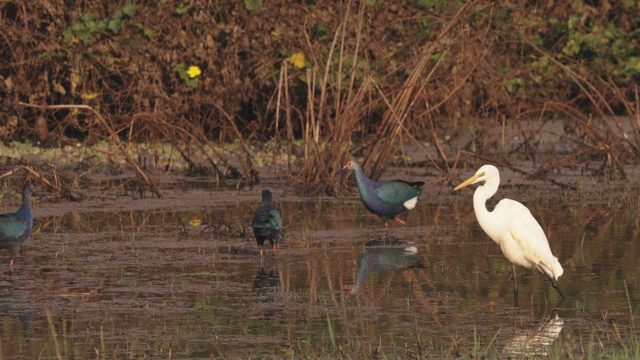 印度果阿。灰头沼泽鸟在早上寻找食物在沼泽，池塘。Porphyrio Poliocephalus。FullHD视频下载