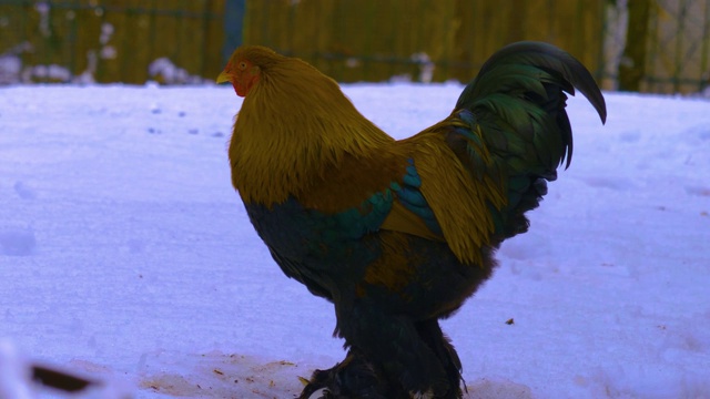 公鸡在雪地视频下载