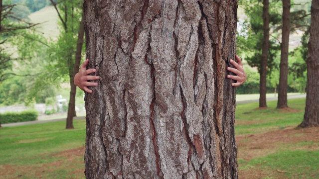 在一个夏日的针叶林里，一个男孩用他的手臂从后面抱住一棵大树。视频下载