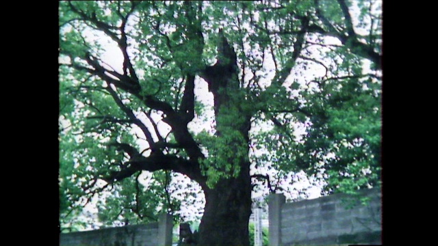 放大那棵在长崎原子弹爆炸中幸存下来的满叶树;1981视频下载