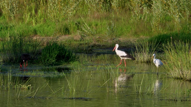 日落时分，黑鹳和大白鹭在乌克兰的德斯纳河岸边觅食视频素材