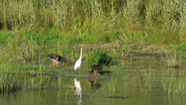 日落时分，黑鹳和大白鹭在乌克兰的德斯纳河岸边觅食视频下载