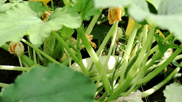 种植南瓜或南瓜的种植园。在花园里种西葫芦视频素材