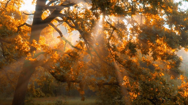 秋天的早晨。阳光冲破金色和橙色的树叶，华丽的秋天的树。神奇的秋天的风景。视频购买