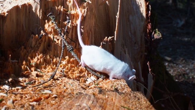 一只小白鼠沿着一棵折断的树跑。野生动物生活在森林里。视频素材