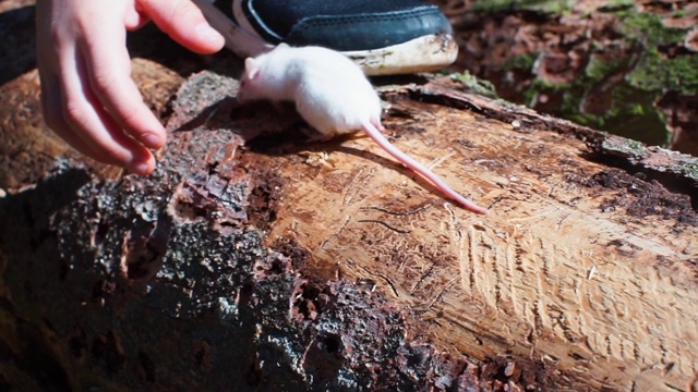 一只小白鼠在树上爬。孩子的手陪伴着啮齿动物。视频素材
